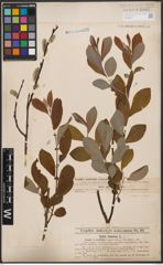 Foto von Salix caprea L. x Salix cinerea L.